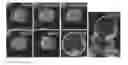 Fig. 01 - IMAGING AND EVALUATING EMBRYOS, OOCYTES, AND STEM CELLS