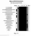Fig. 14 - Small molecule biochemical profiling of individual subjects for disease diagnosis and health assessment