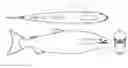 Fig. 01 - Autonomous sensor fish to support advanced hydropower development