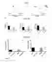 Fig. 02 - Transgenic mice expressing Y114F mutant prohibitin
