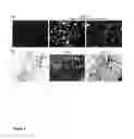 Fig. 03 - Transgenic mice expressing Y114F mutant prohibitin