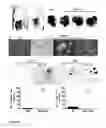 Fig. 04 - Transgenic mice expressing Y114F mutant prohibitin