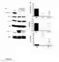 Fig. 07 - Transgenic mice expressing Y114F mutant prohibitin