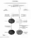 Fig. 08 - Transgenic mice expressing Y114F mutant prohibitin