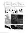 Fig. 09 - Transgenic mice expressing Y114F mutant prohibitin