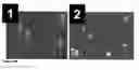 Fig. 16 - Global proteomic screening of random bead arrays using mass spectrometry imaging