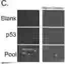 Fig. 20 - Global proteomic screening of random bead arrays using mass spectrometry imaging