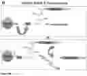 Fig. 22 - Global proteomic screening of random bead arrays using mass spectrometry imaging