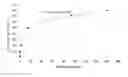 Fig. 01 - METHODS AND COMPOSITIONS FOR ASSAYING BLOOD LEVELS OF LEGUMAIN