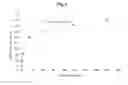 Fig. 03 - Methods and compositions for assaying blood levels of legumain