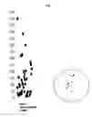 Fig. 08 - Methods and compositions for assaying blood levels of legumain