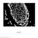 Fig. 13 - Quinone methide analog signal amplification