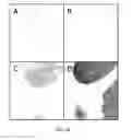 Fig. 22 - Quinone methide analog signal amplification