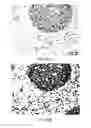 Fig. 27 - Quinone methide analog signal amplification