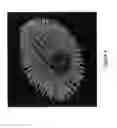 Fig. 02 - EXPRESSION OF VOLTAGE-GATED ION CHANNELS IN CILIATES