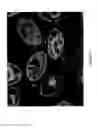Fig. 07 - EXPRESSION OF VOLTAGE-GATED ION CHANNELS IN CILIATES