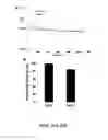 Fig. 24 - Immobilized protein system for rapid and enhanced multiplexed diagnostics