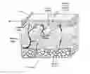 Fig. 01 - Ultrasonic imaging devices and methods