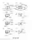 Fig. 52 - Electrophotographic image forming apparatus, developing apparatus, and coupling member