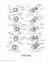 Fig. 64 - Electrophotographic image forming apparatus, developing apparatus, and coupling member