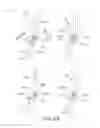 Fig. 24 - Electrophotographic image forming apparatus, developing apparatus, and coupling member
