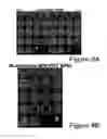 Fig. 09 - METHODOLOGIES LINKING PATTERNS FROM MULTI-MODALITY DATASETS