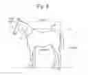 Fig. 05 - ID Information for Identifying an Animal
