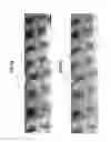 Fig. 11 - Method for manufacturing a semiconductor material including a semi-polar III-nitride layer