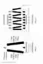 Fig. 03 - MOLECULAR THERMOELECTRIC LIPID BILAYERS AND A DEVICE USING THE SAME