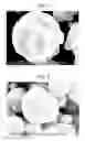 Fig. 07 - Positive electrode active material for nonaqueous electrolyte secondary batteries and nonaqueous electrolyte secondary battery