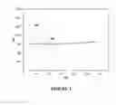 Fig. 08 - Porous carbonized composite material for high-performing silicon anodes