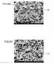 Fig. 05 - Cell stack device, module, and module-containing device