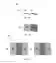 Fig. 04 - Block copolymer electrolytes containing polymeric additives