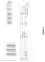 Fig. 16 - Cache oblivious algorithm for butterfly code