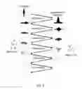 Fig. 06 - Array-to-array beamforming and iterative time reversal techniques