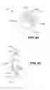 Fig. 28 - Wireless earbuds with electronic contacts