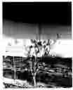 Fig. 01 - Pistachio rootstock named clone 'UCB1-D90'