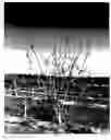 Fig. 02 - Pistachio rootstock named clone 'UCB1-D71'