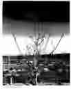 Fig. 01 - PISTACHIO ROOTSTOCK NAMED CLONE 'UCB1-D110'