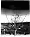 Fig. 02 - PISTACHIO ROOTSTOCK NAMED CLONE 'UCB1-D110'