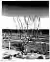 Fig. 01 - Pistachio rootstock named clone 'UCB1-D154'