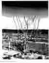 Fig. 02 - Pistachio rootstock named clone 'UCB1-D154'