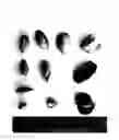 Fig. 01 - Almond tree named 'Buralmondtwo'