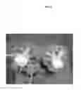 Fig. 03 -  plants with improved nutritional value