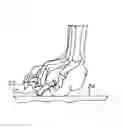 Fig. 01 - ANIMAL TOENAIL GRIP