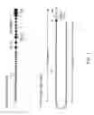 Fig. 02 - HUMANIZED RODENTS THAT EXPRESS HEAVY CHAINS CONTAINING VL DOMAINS