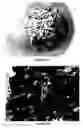 Fig. 12 - Compositions and Kits Comprising At Least Two Organisms and Methods for Causing, Enhancing, and/or Expediting Biodegradation or Articles Using Same