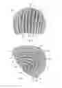Fig. 02 - HAIR EXTENSION FOUNDATION CAP SYSTEM