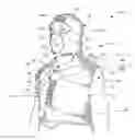 Fig. 01 - Static and dynamic compression therapy system
