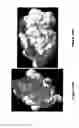 Fig. 22 - SYNTHETIC PLATELETS